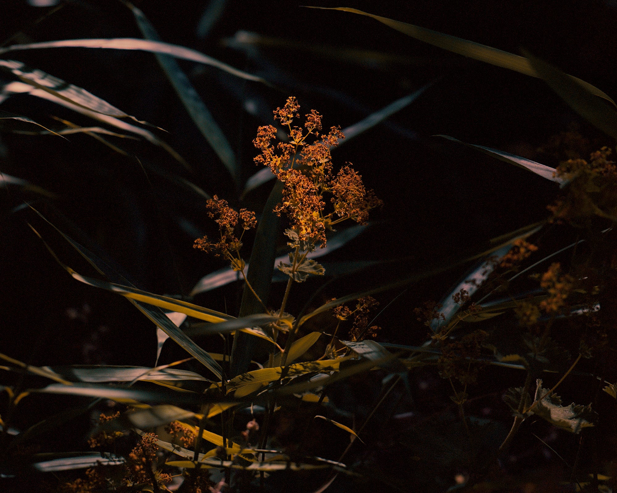 Grasses and umbel flower heads picked out in low orange light against a near-black background