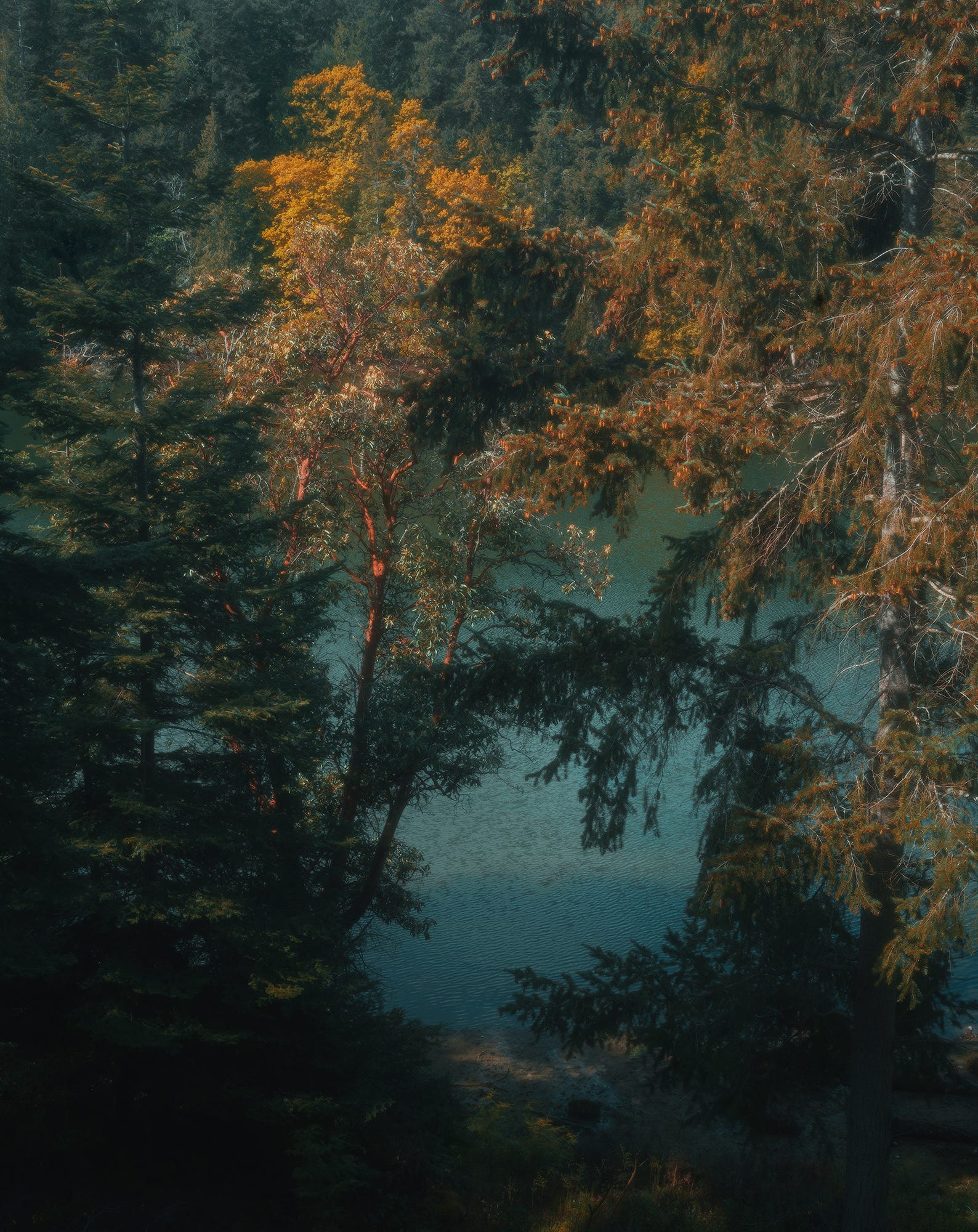 Conifers and rust-coloured autumn foliage framing still teal water seen from above