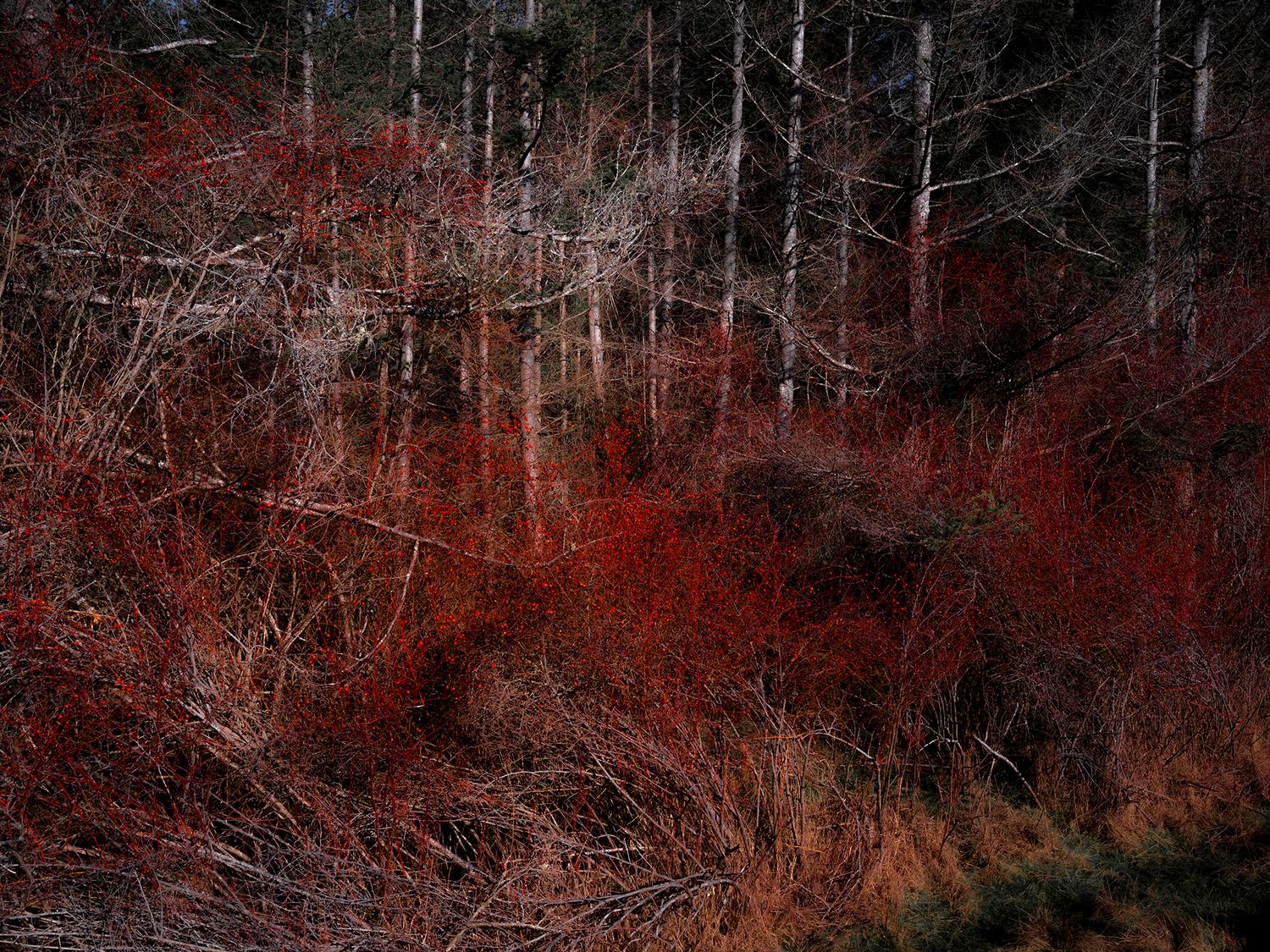 Dense red-leaved undergrowth among bare pale trunks in a dark forest
